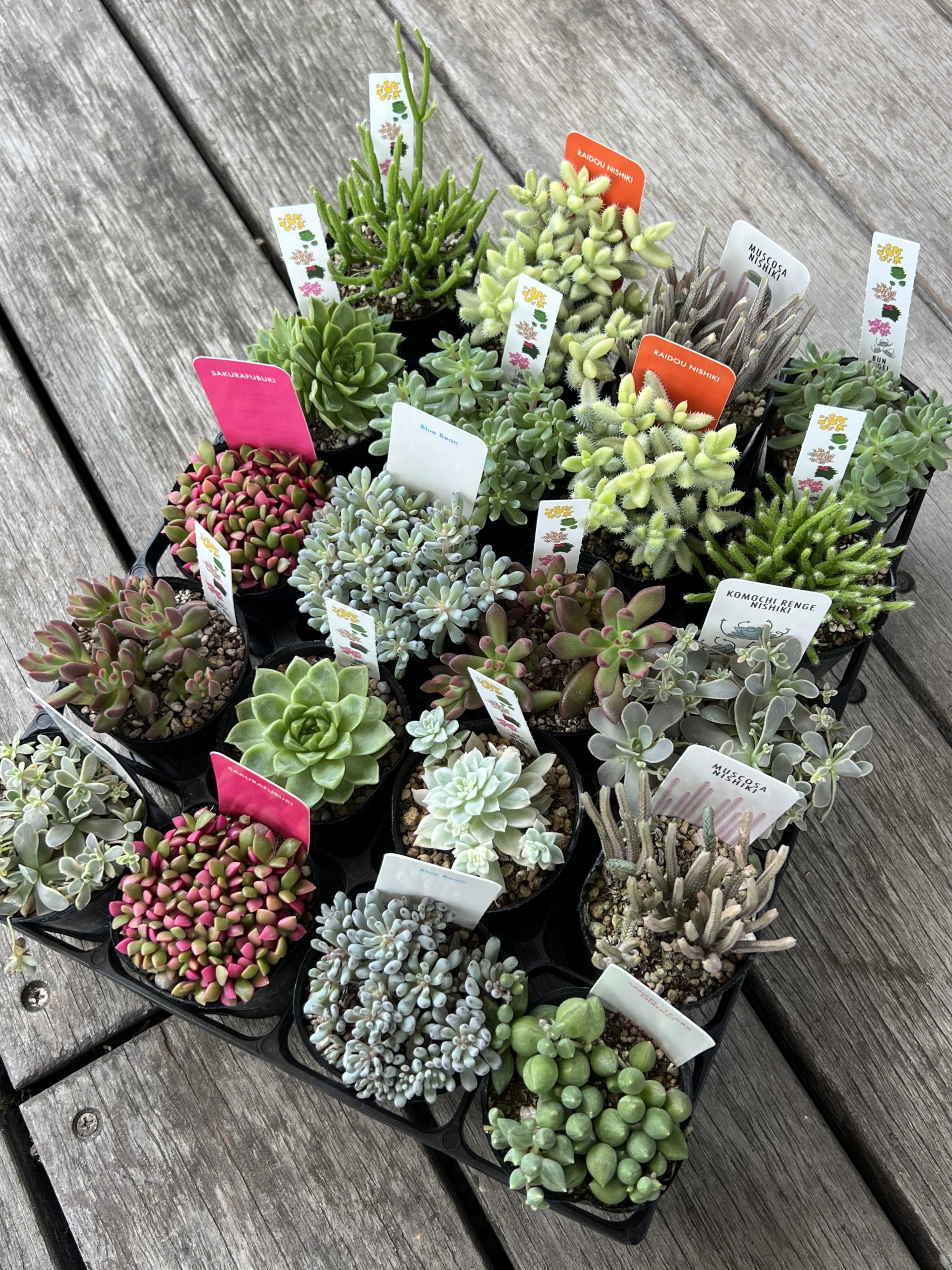 ❀そるまるす❀荒天・猛暑日は植物発送不可専用 4種 ❀