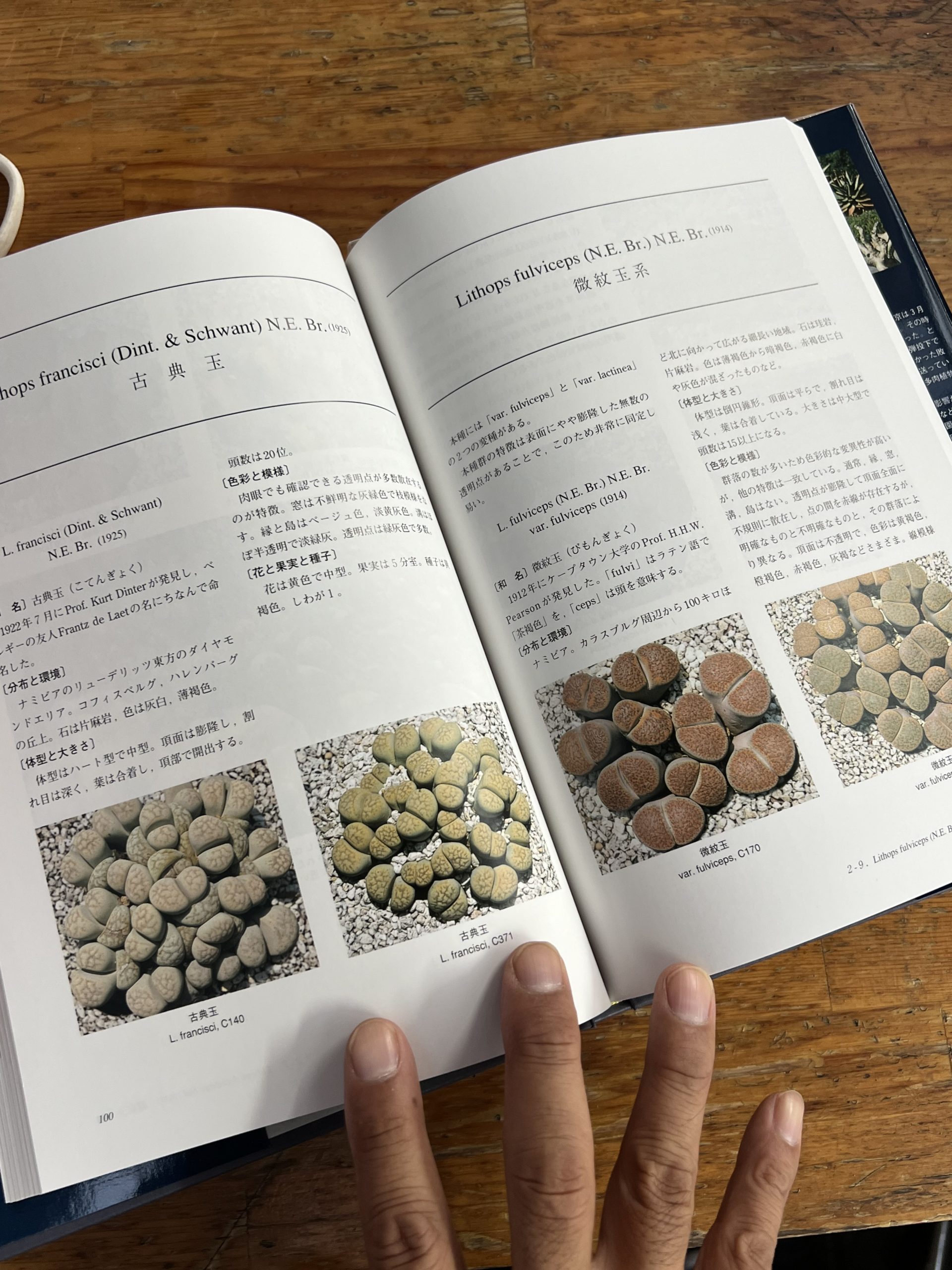 ※限定セール　生ける宝石　リトープス  lithops 島田　保彦 レア廃盤THE GENUS LITHOPS 生ける宝石リトープス島田保彦