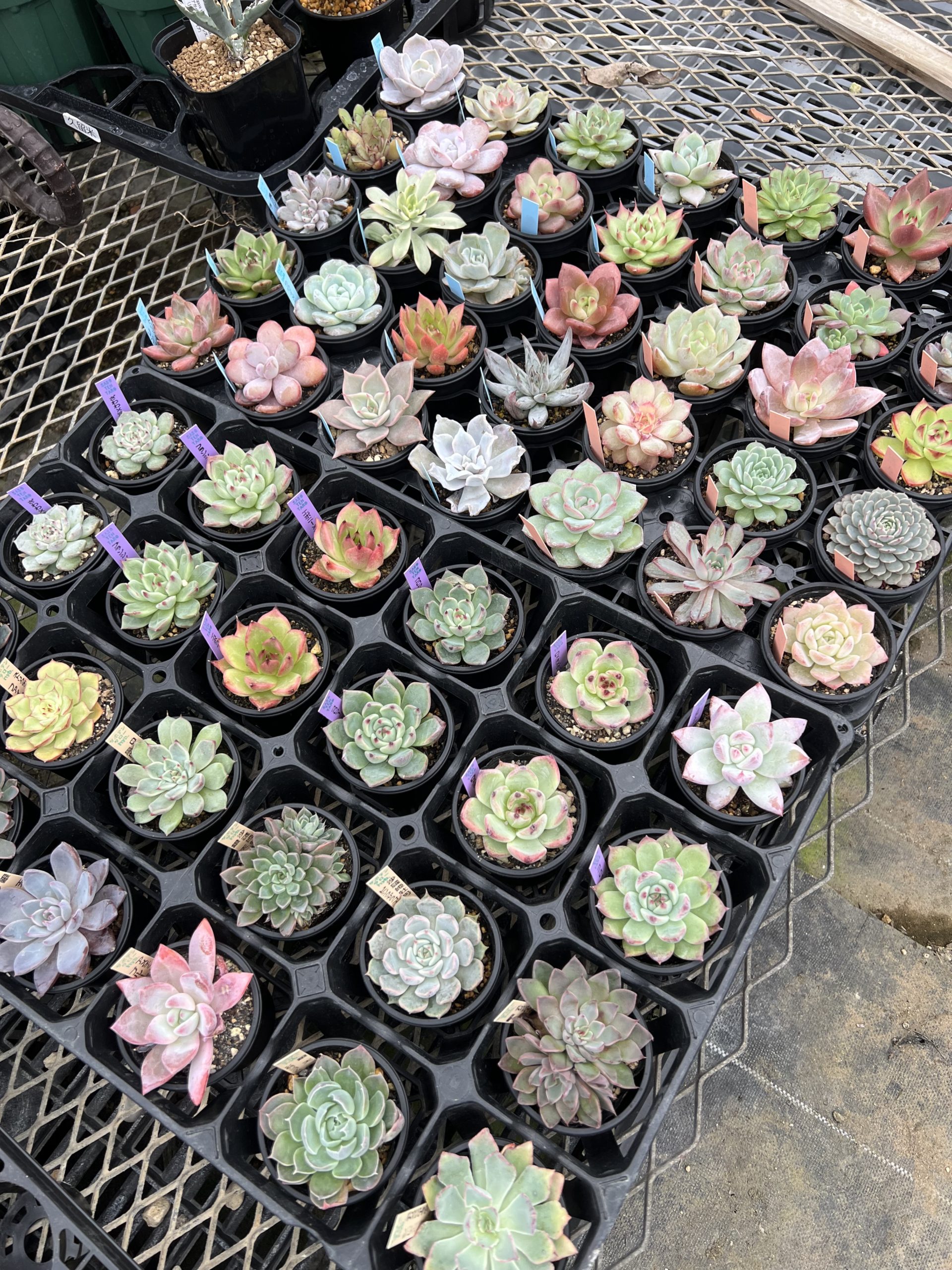 花伝多肉祭り2025 速報Vol.3 – 【公式】花伝 | 福岡県久留米市の園芸店
