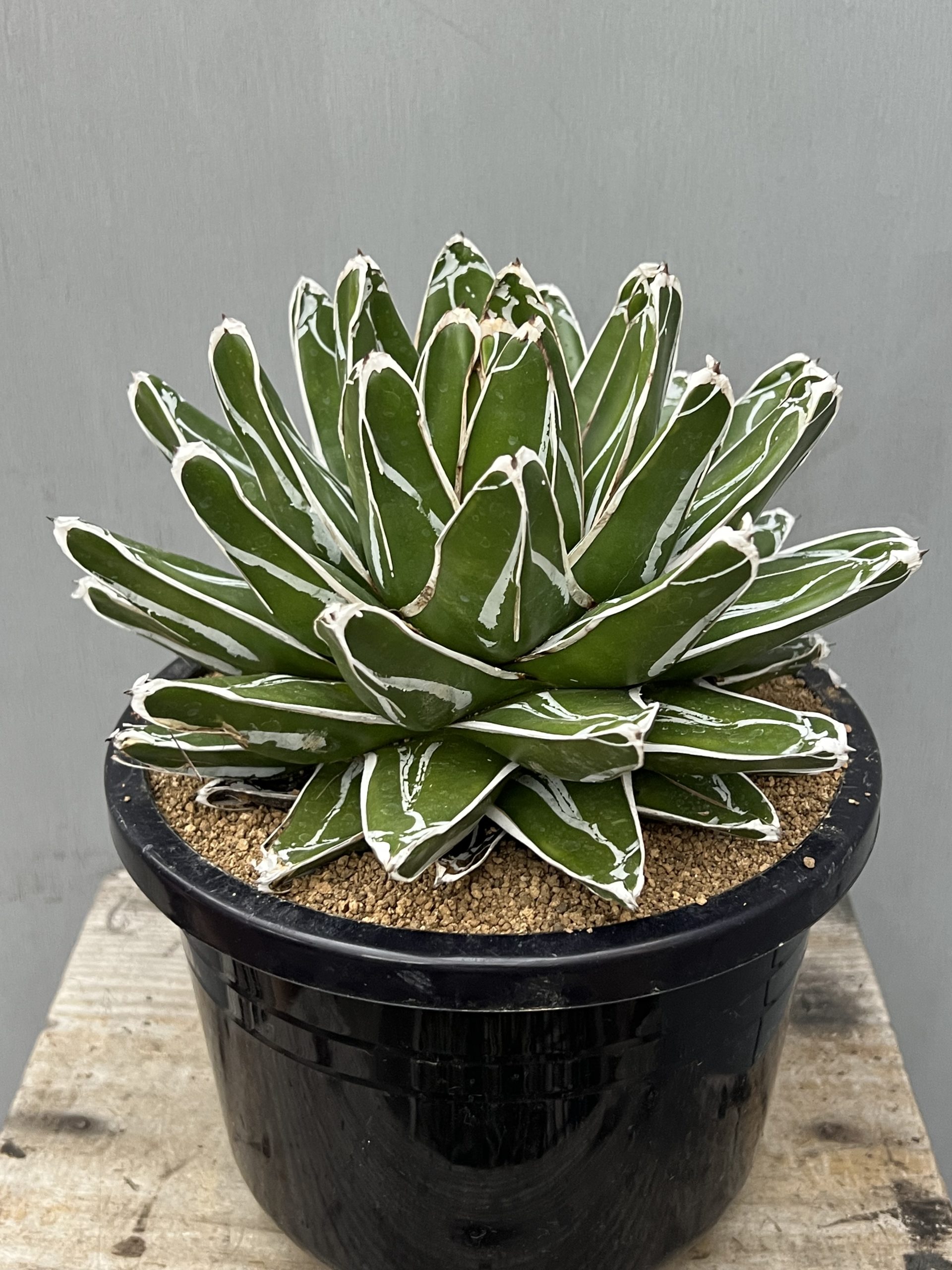 花伝多肉祭り2025 速報Vol.3 – 【公式】花伝 | 福岡県久留米市の園芸店