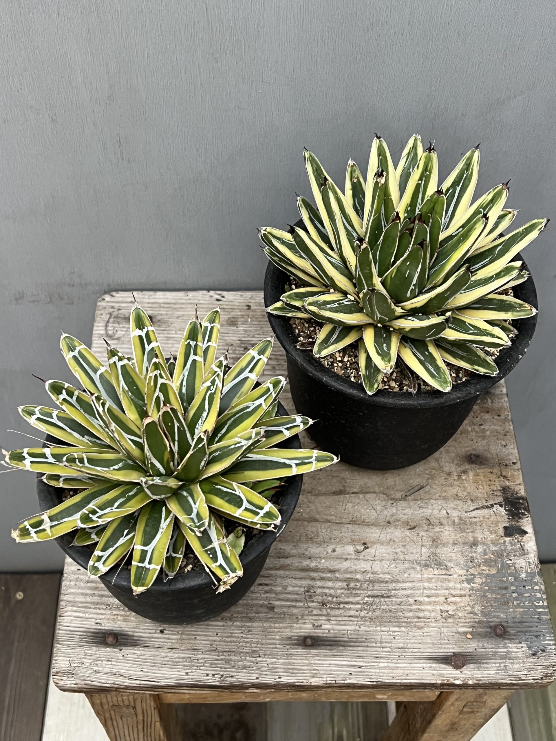 花伝多肉祭り2025 速報Vol.3 – 【公式】花伝 | 福岡県久留米市の園芸店